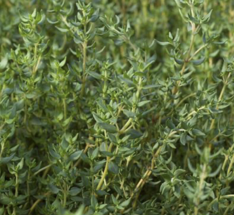COMMON THYME HERB – ORGANIC – HEIRLOOM – 500 SEEDS