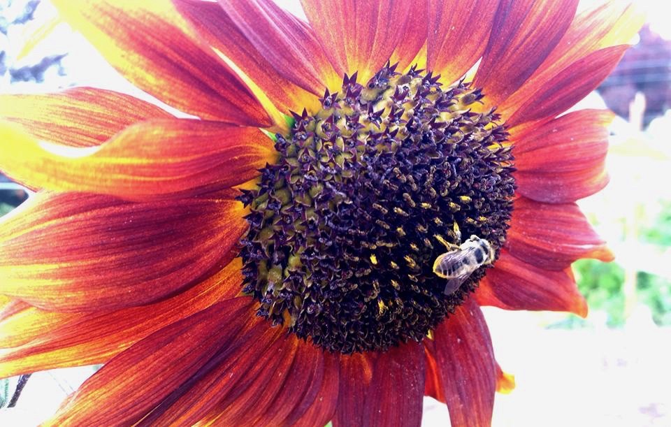 50+VELVET QUEEN SUNFLOWER Seeds Native Wildflower Branching Summer Garden Easy