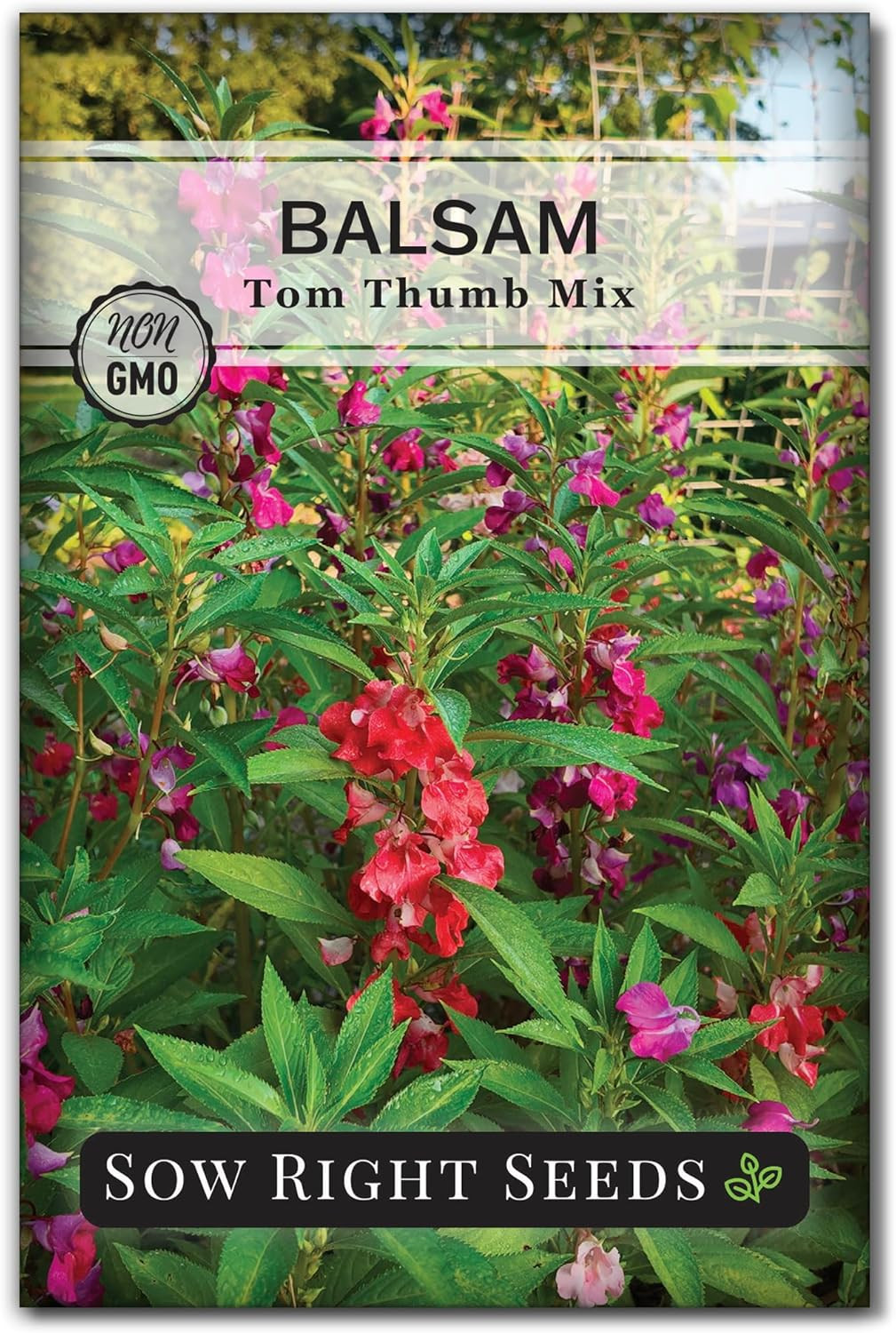 – Balsam Tom Thumb Mix Flower Seeds for Planting – Indoors or Outdoors – Non-Gmo