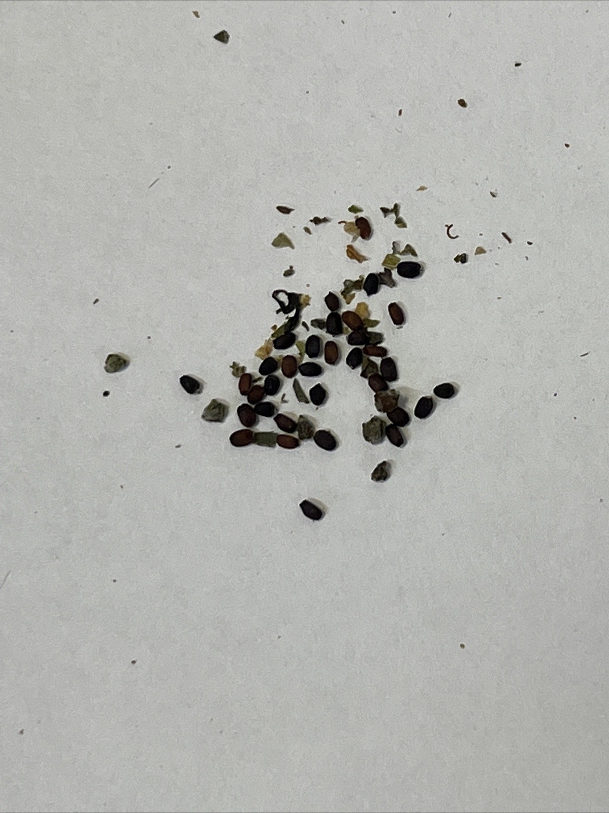Sweet Basil Seeds, NON-GMO, Common Basil, .5 Gram Seed Count Free Shipping