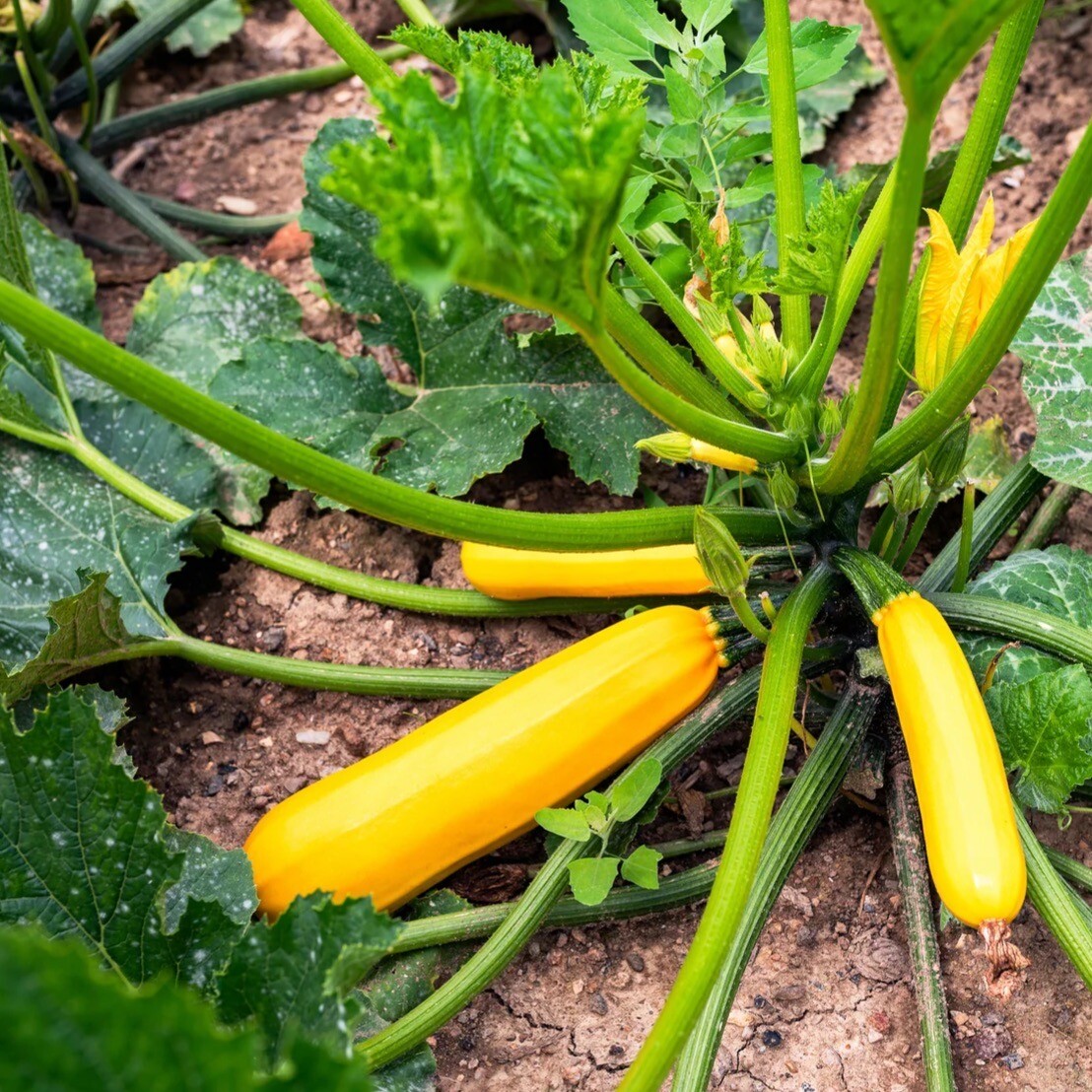 Premier Golden Zucchini, 25 Fresh seeds, Heirloom~Organic. Free Shipping.
