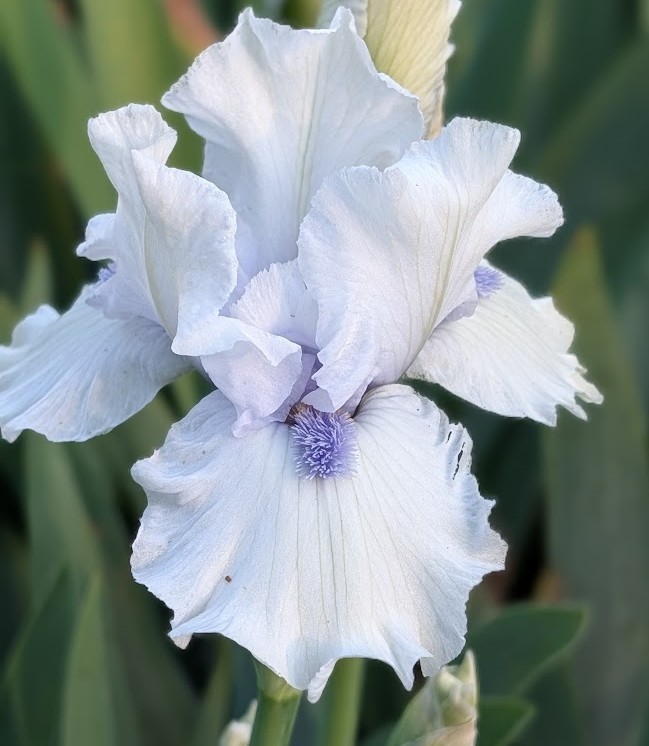 ‘Code Of Honor’ IB Bearded Iris Rhizome PRE-SALE to Ship Aug/Sept