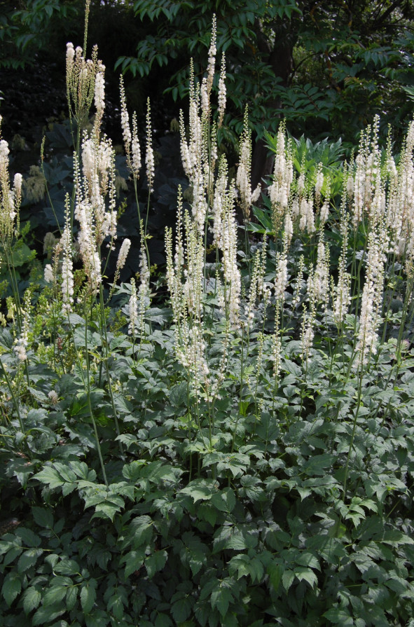 Black Cohosh – 5 Live Root Systems – No Ship to AK, HI & P.R.