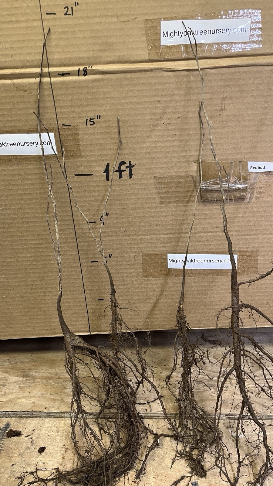 One 12-14” tall Eastern Redbud 1 year old tree (Cercis canadensis) plant