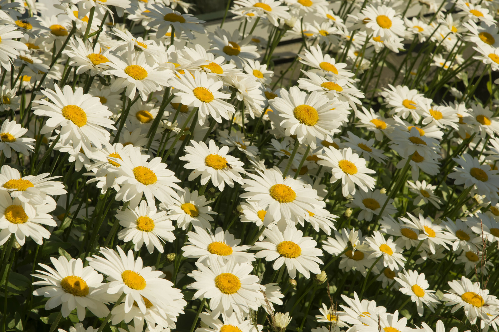SHASTA DAISY 200 SEEDS, HARDY, 5″ WIDE, SNOW WHITE FLOWERS WITH A YELLOW CENTER