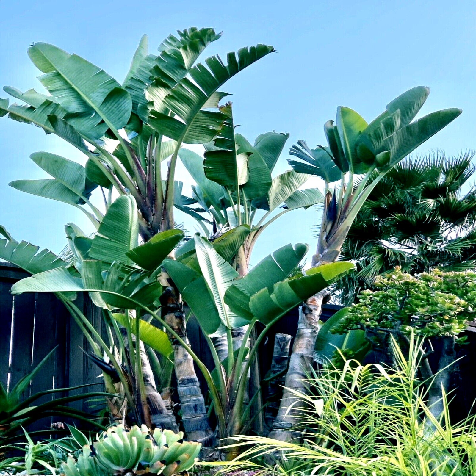 GIANT WHITE BIRD of PARADISE SEEDS (Strelitzia nicolai) Tropical Flower Plant