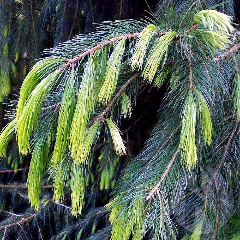 Himalayan Spruce Tree Seeds (Picea smithiana) Weeping Morinda Evergreen/Bonsai