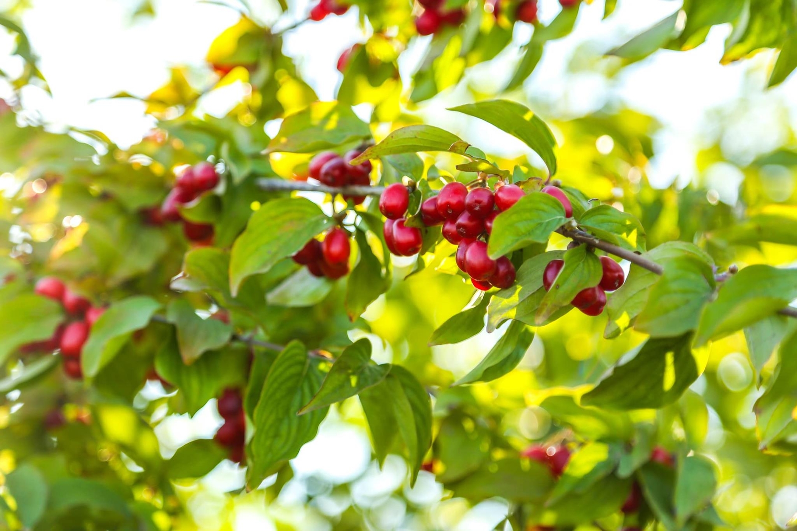 Cornelian Cherry Tree Seeds for Planting (30 Seeds) – Cornus mas