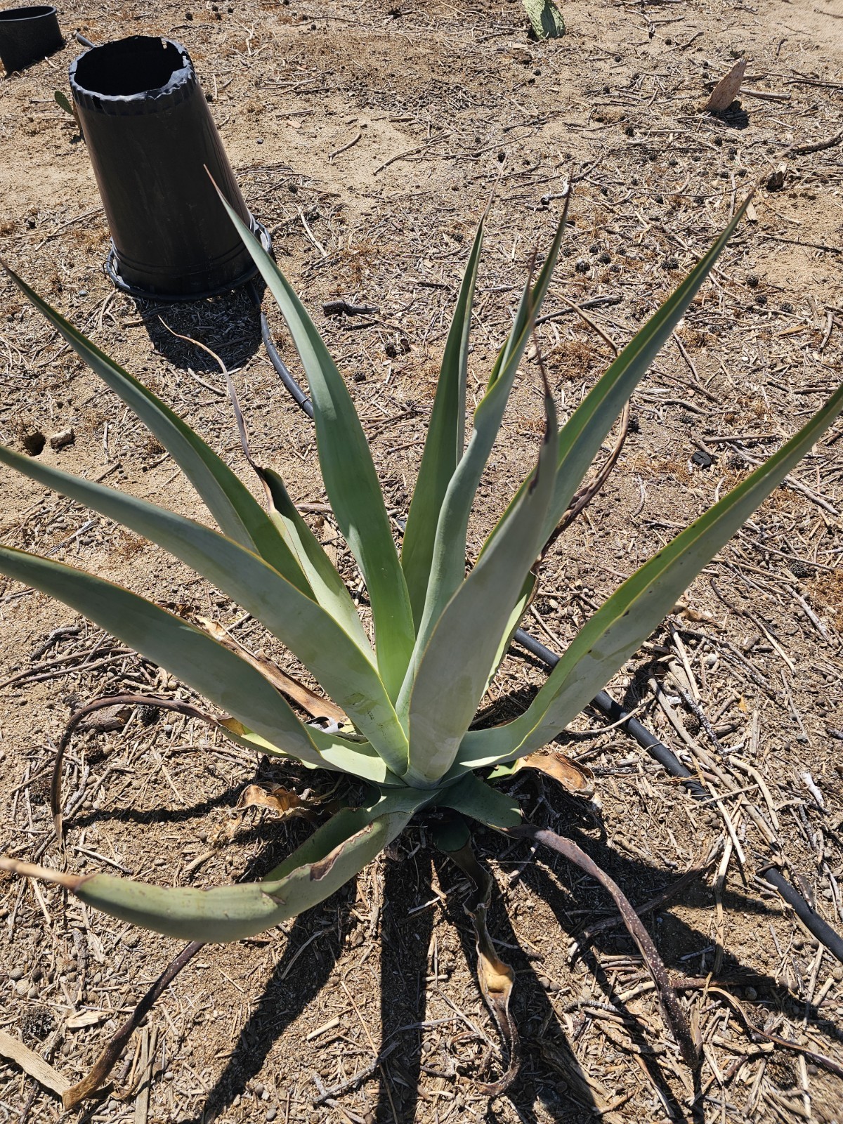 Agave Vilmoriniana Seeds, 125 pack; Aka: Amolé & Octupus Agave