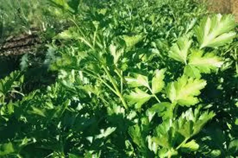 500 Giant of Italy Parsley. Organic. USA Seeds. Ships free