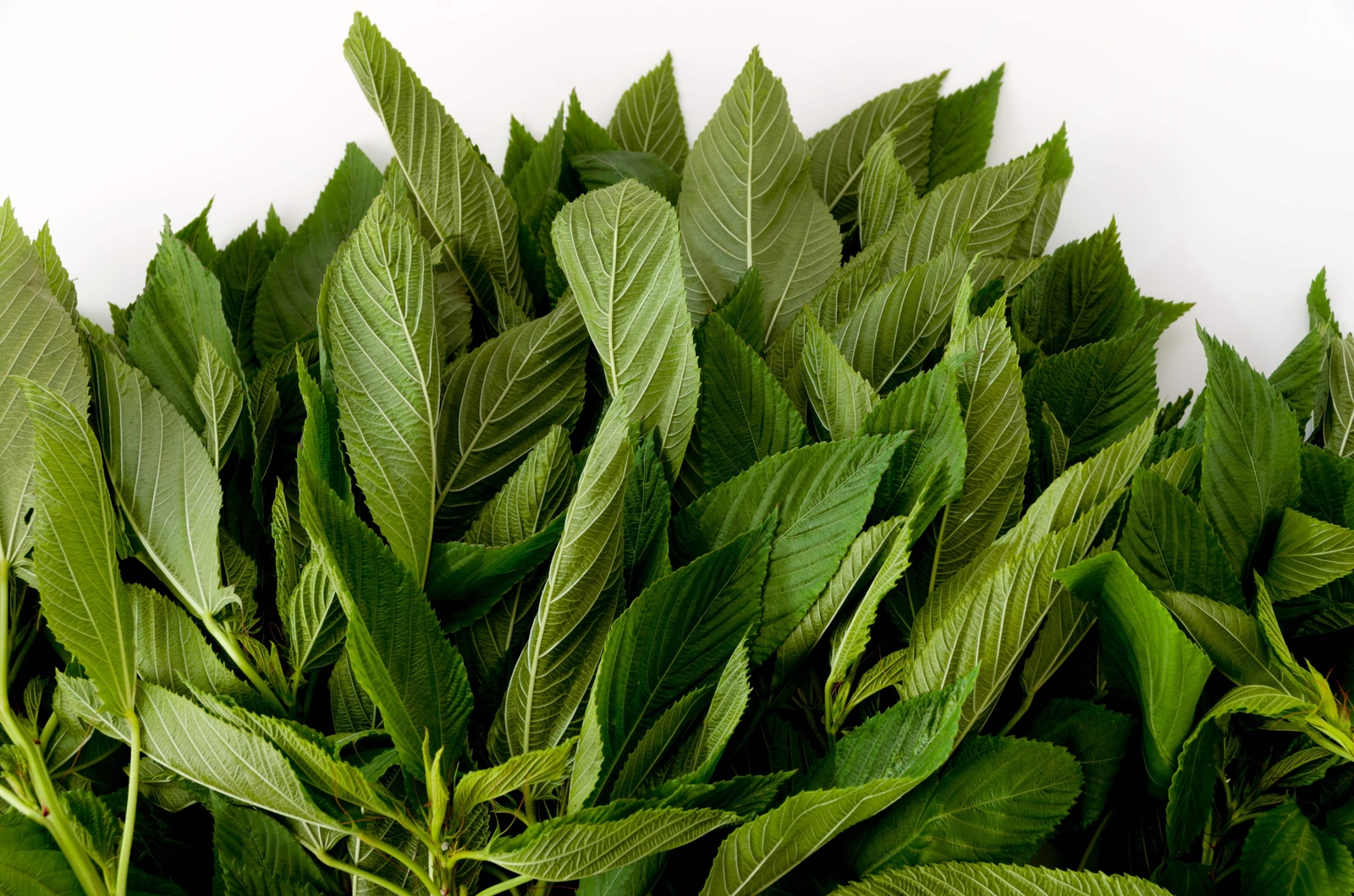 100 TOSSA JUTE Mallow Corchorus Olitorius African Sorrel Twine Vegetable Seeds