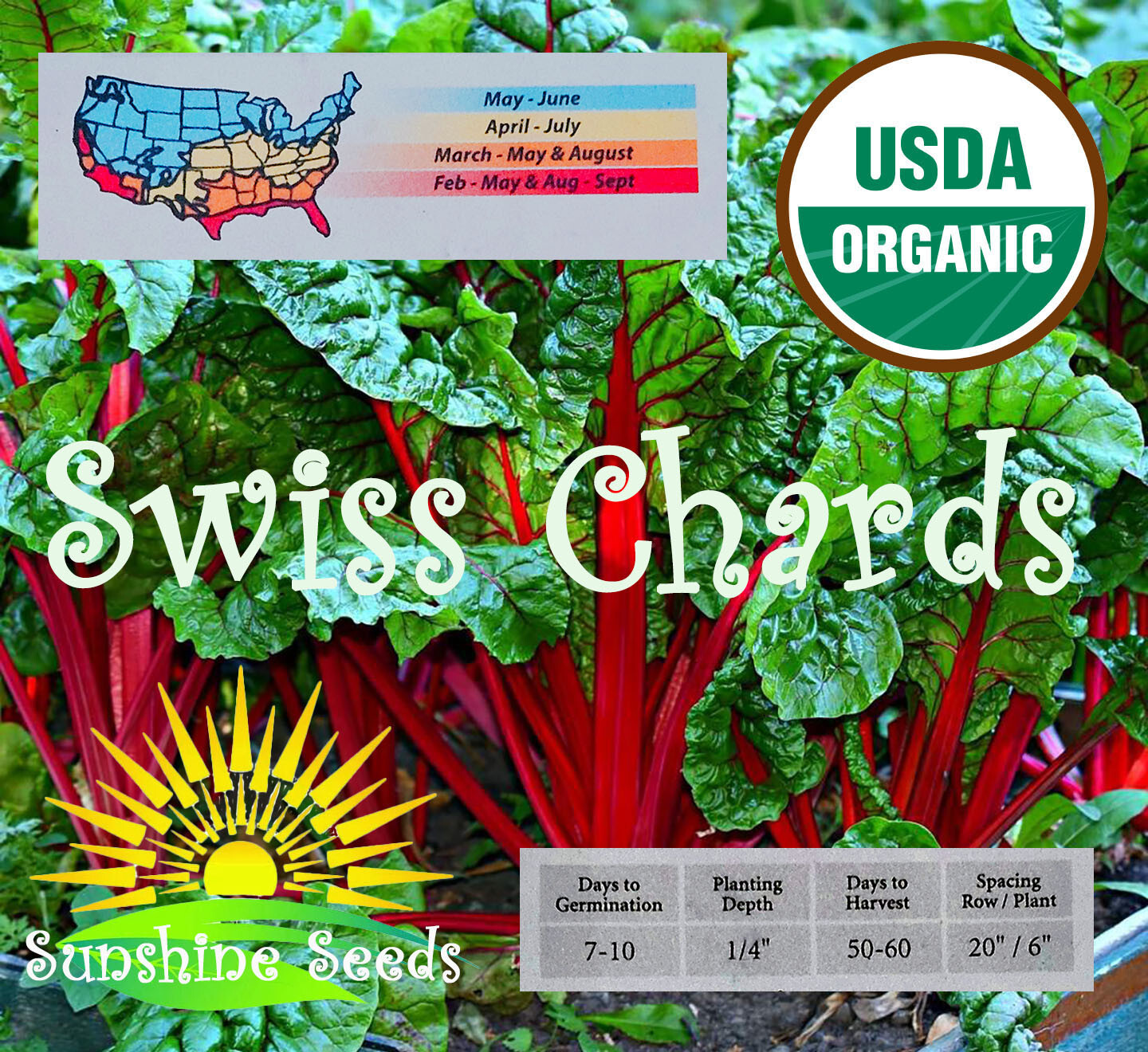 Ruby Red Swiss Chard Seeds (50) / ORGANIC / FLORIDA GROWN