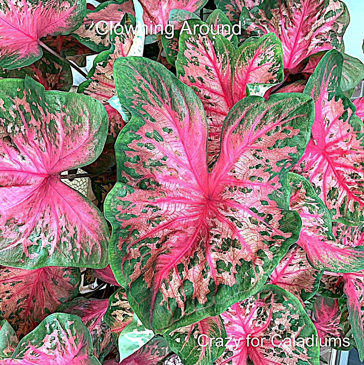 Caladium ‘Clowning Around’ Size #2 (You get 2 bulbs)