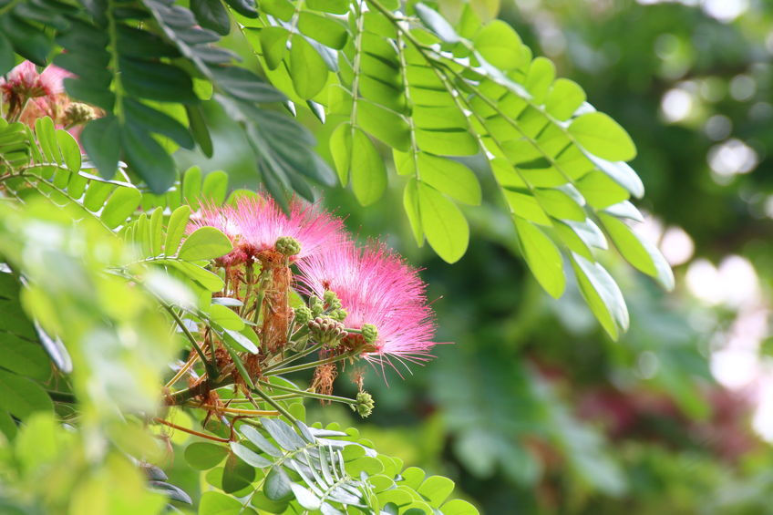 10 Premium Seeds Silk Tree Mimosa Albizia julibrissin Multi use Plant