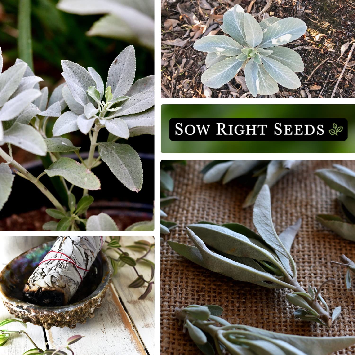 White Sage Seeds for Planting – Non-GMO Heirloom – Indoor/Outdoor Herb Garden