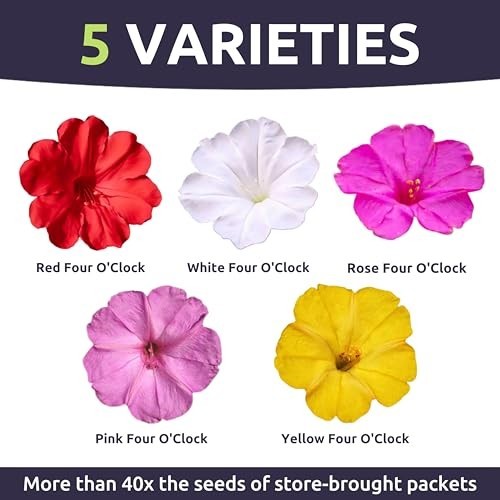 Mixed Color Flower Seeds – 1/4 lb Bulk Pouch – 1,250 Mirabilis Jalapa Seeds for