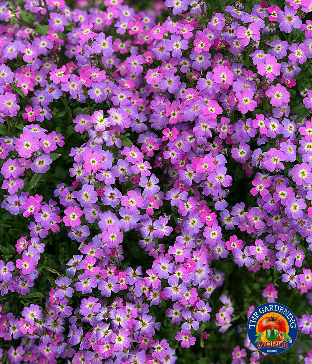 1oz VIRGINIA STOCK Flower Seeds MIX Malcolmia Maritima Fragrant (70,000 Seeds)