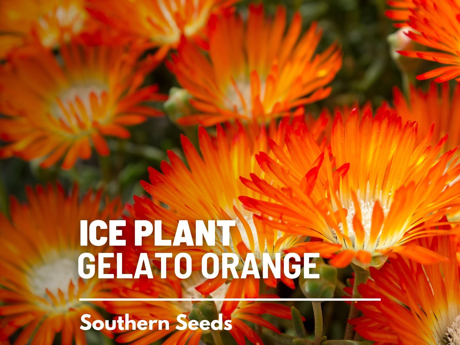 Ice Plant, Orange – 200 Seeds – Heirloom Flower (Dorotheanthus bellidiformis)