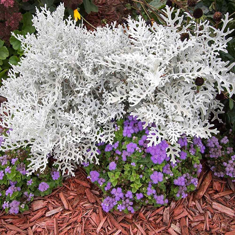 10000 Seeds Dusty Miller Seeds – Cineraria Maritima Silverdust Flower Seeds