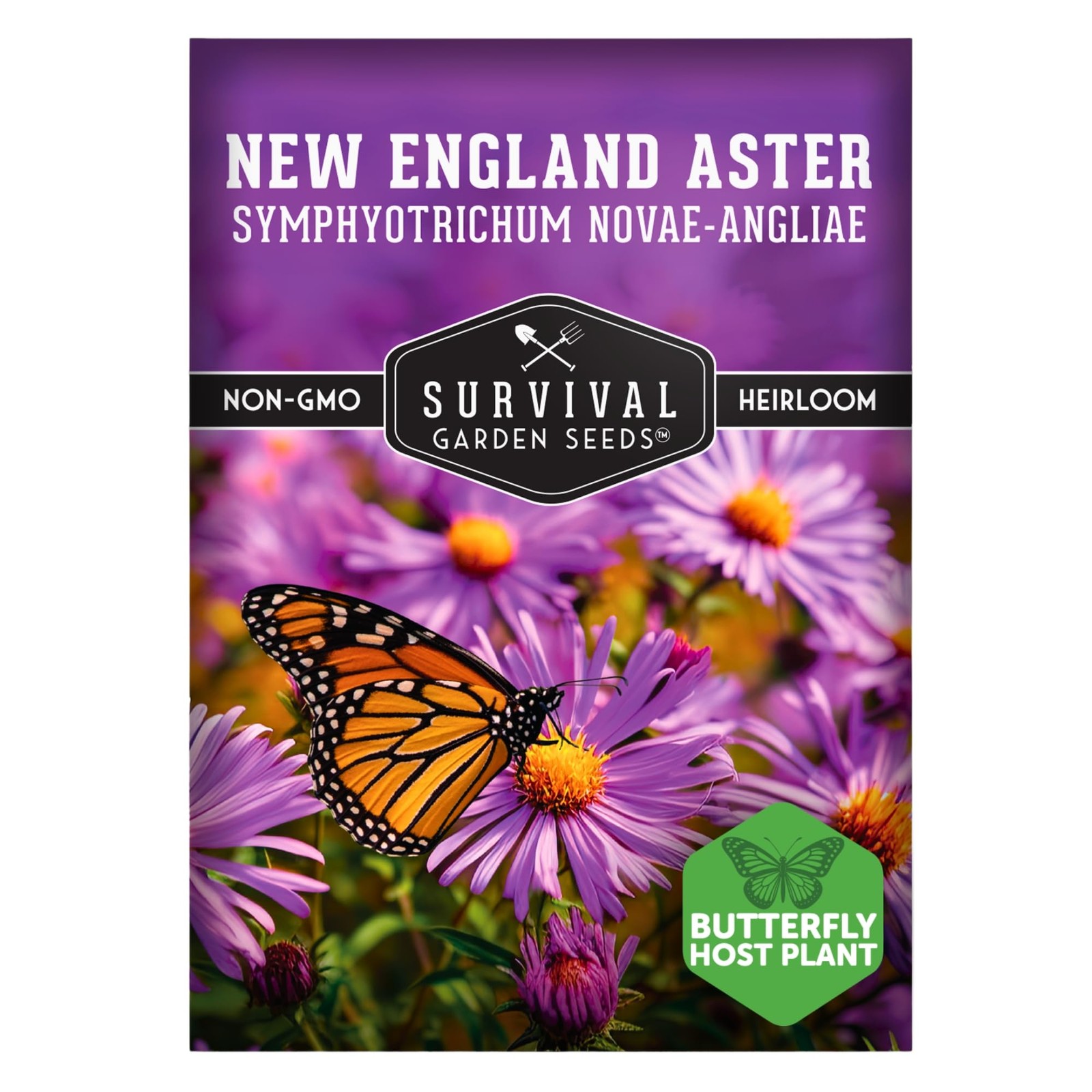 New England Aster Seeds Purple Perennial Wildflower Native Butterfly Magnet 1 Pa