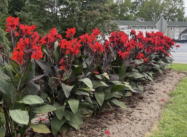 25 Tall Canna Lily SEEDS~RED KING HUMBERT~Large Flowers!FREE SHIPPING~USA Seller