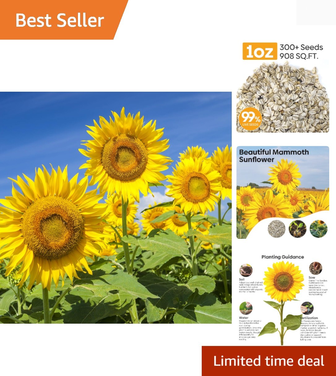 Mammoth Sunflower Seeds to Plant, 1 Ounce Packet 300+ Seeds, 6-12 FT Giant Su…
