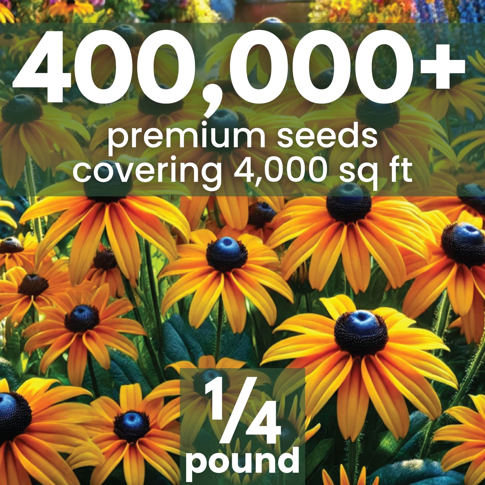 Black Eyed Susan Bulk 1/4 Pound Pouch 400,000 Flower Seeds for Planting Ru…