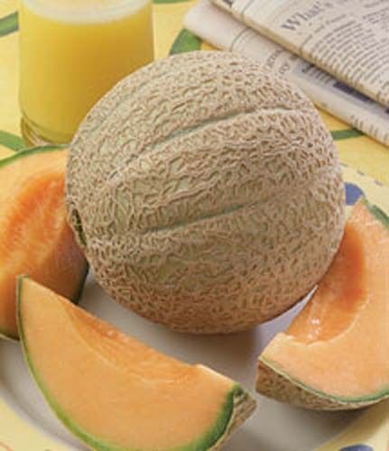 Cantaloupe Hearts of Gold Melon Heirloom Garden By Seed Kingdom 300 Seeds