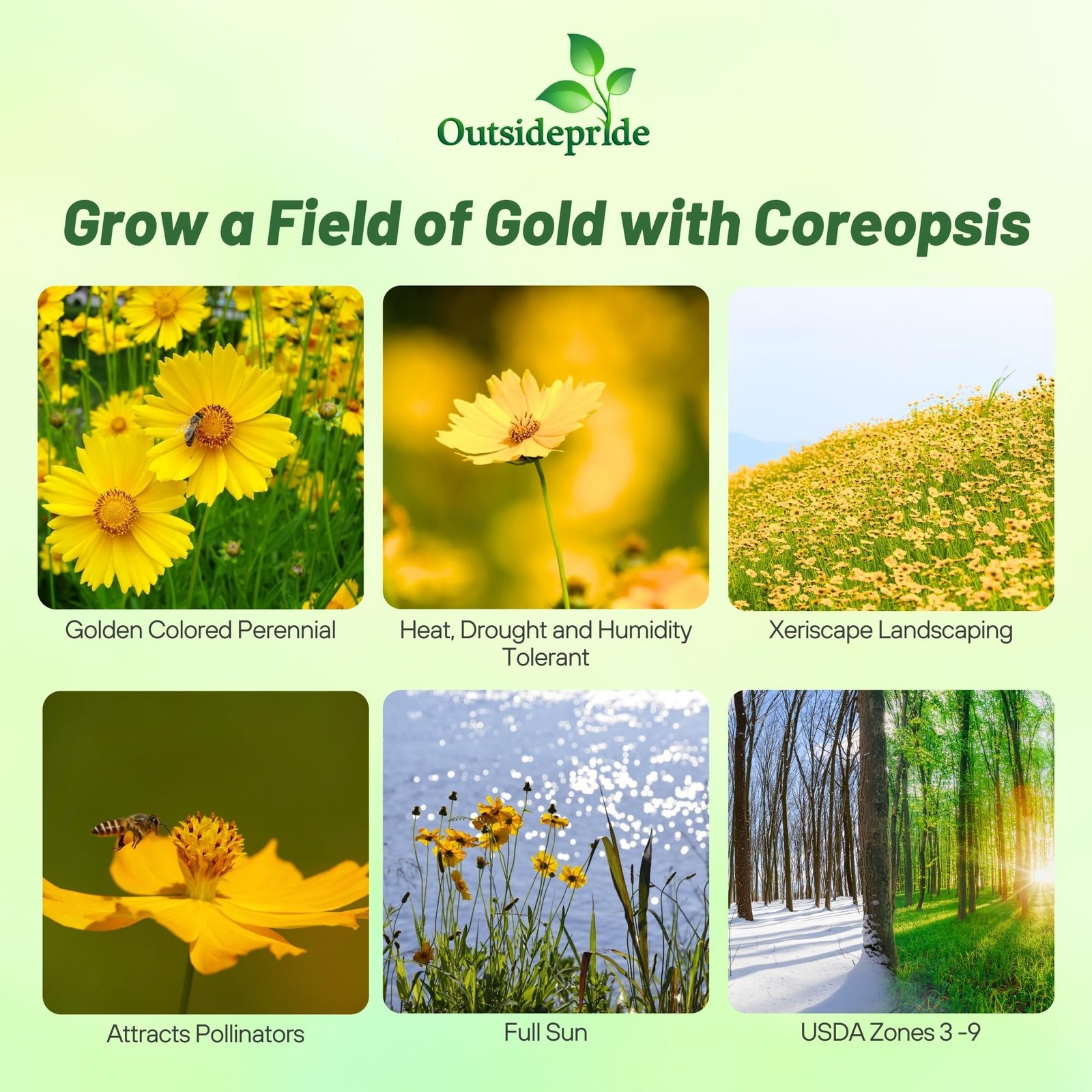 Lanceleaved Coreopsis Seeds 5000 Pcs Perennial, Humidity & Drought Tolerant …