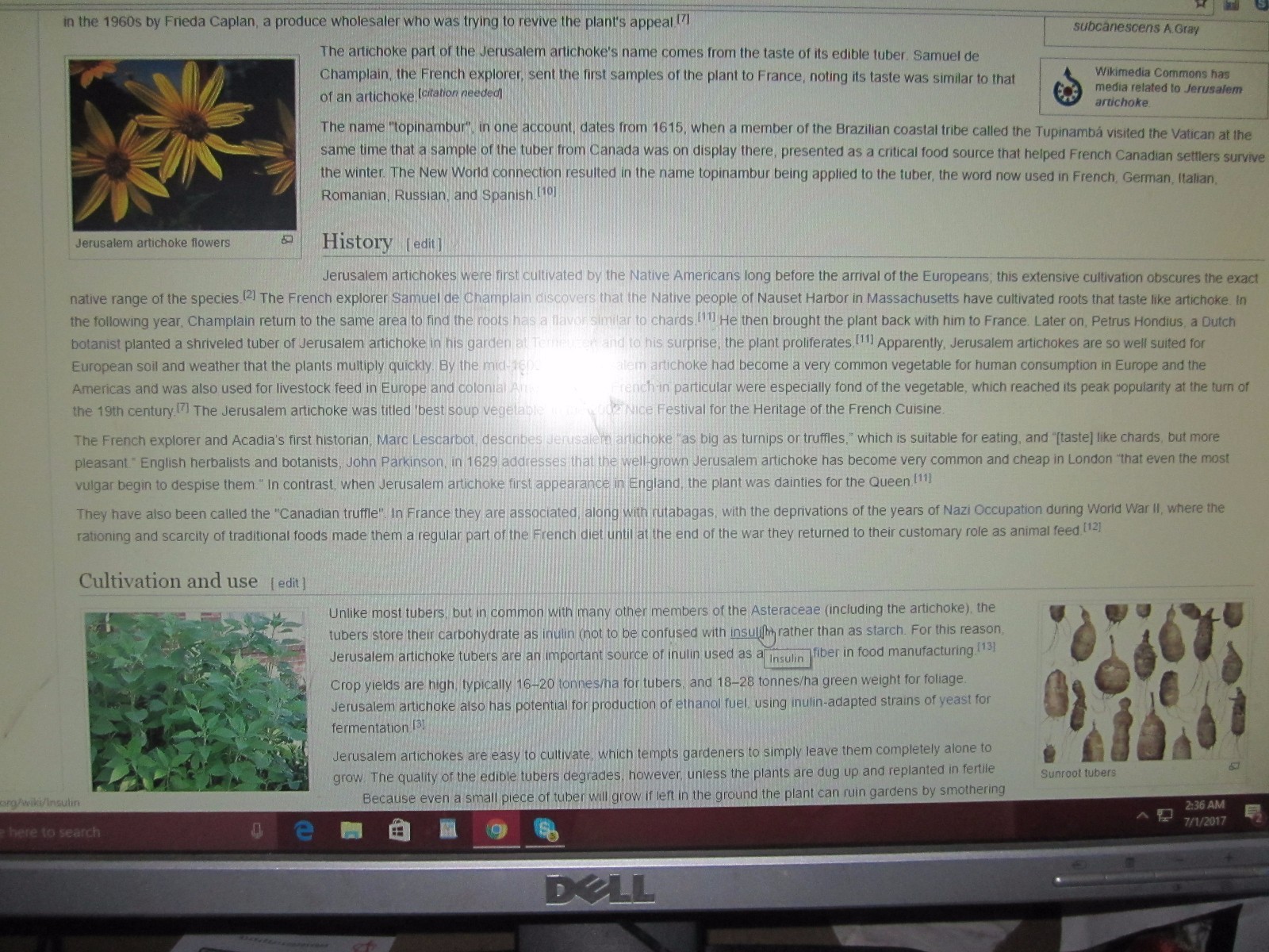 Jerusalem artichoke / sunroot, sunchoke, earth apple Bare root Plants clump