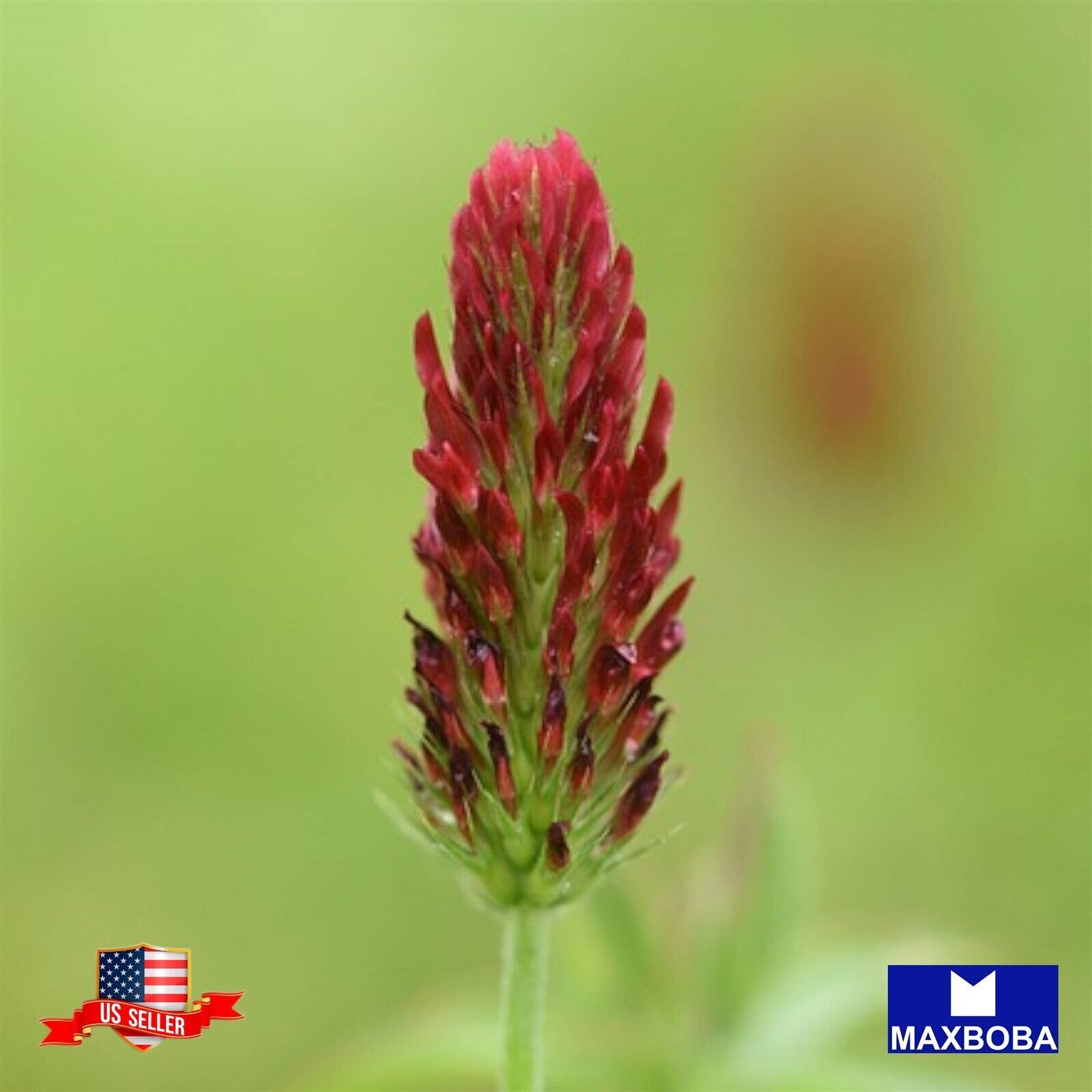 1600 Crimson Clover – Cover Crop Seeds Non-GMO Heirloom BOGO 50% OFF