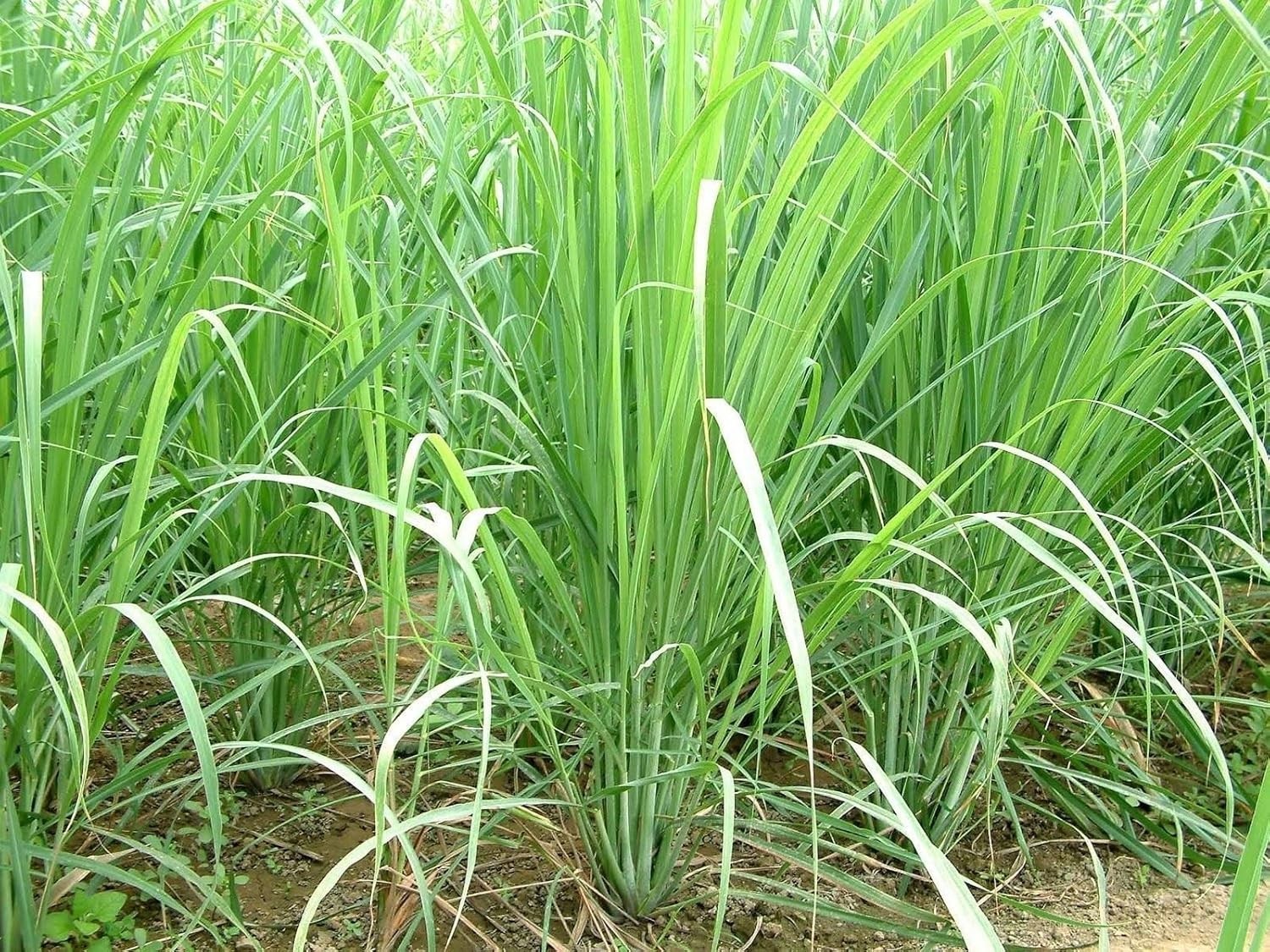 200 Lemongrass Seeds – Perennial Caribbean Fever Grass for Your Garden