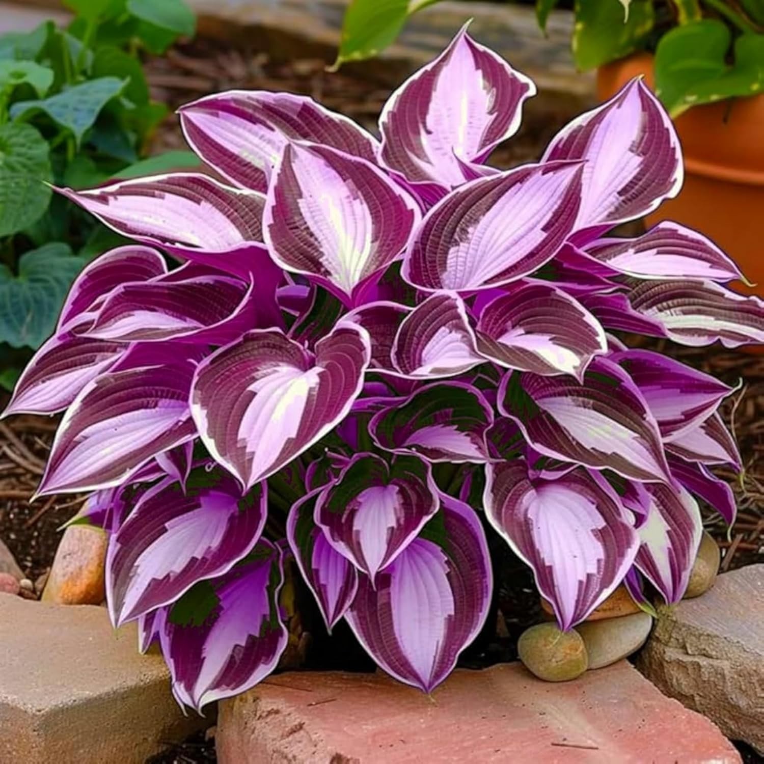 330+ Hosta Seeds for Planting – Perennial Hosta Seeds Outdoor Garden Attract …