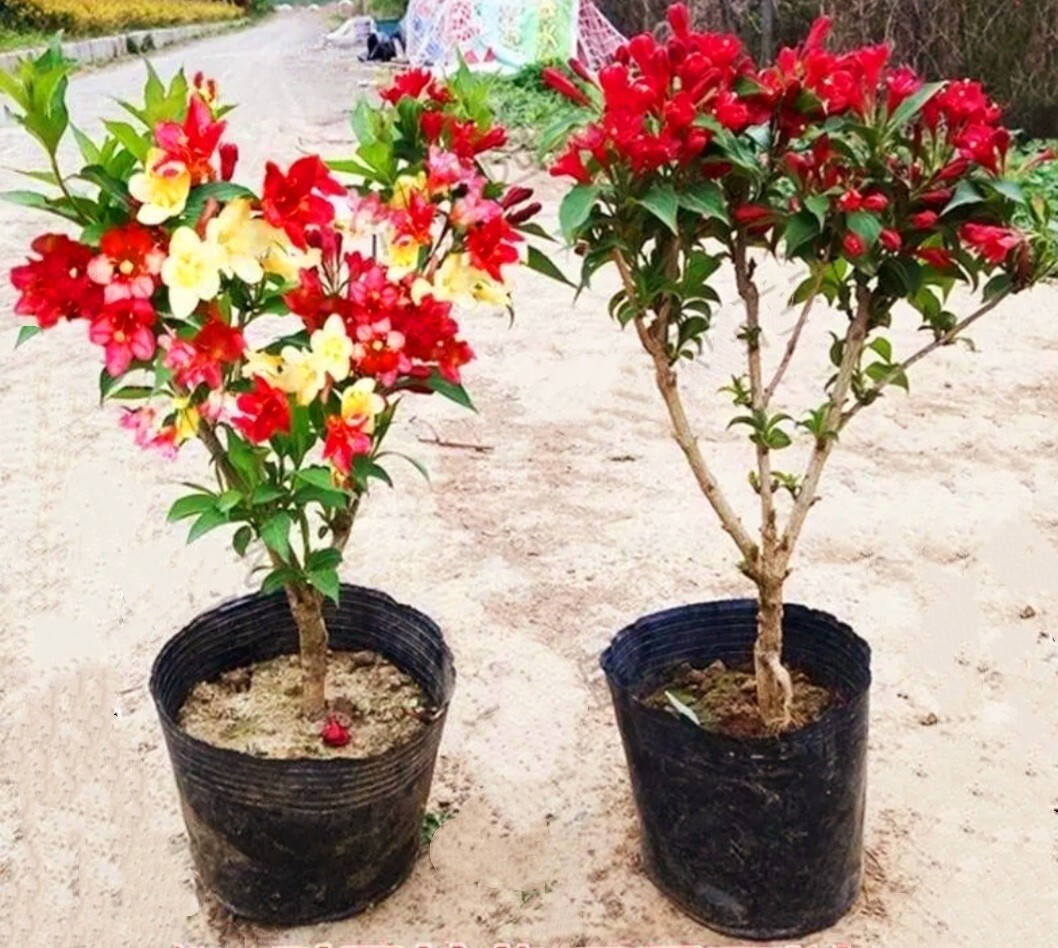 300 Weigela Seeds,Reblooming Shrub Rare Rose Variety Old Fashioned Rose Weigela