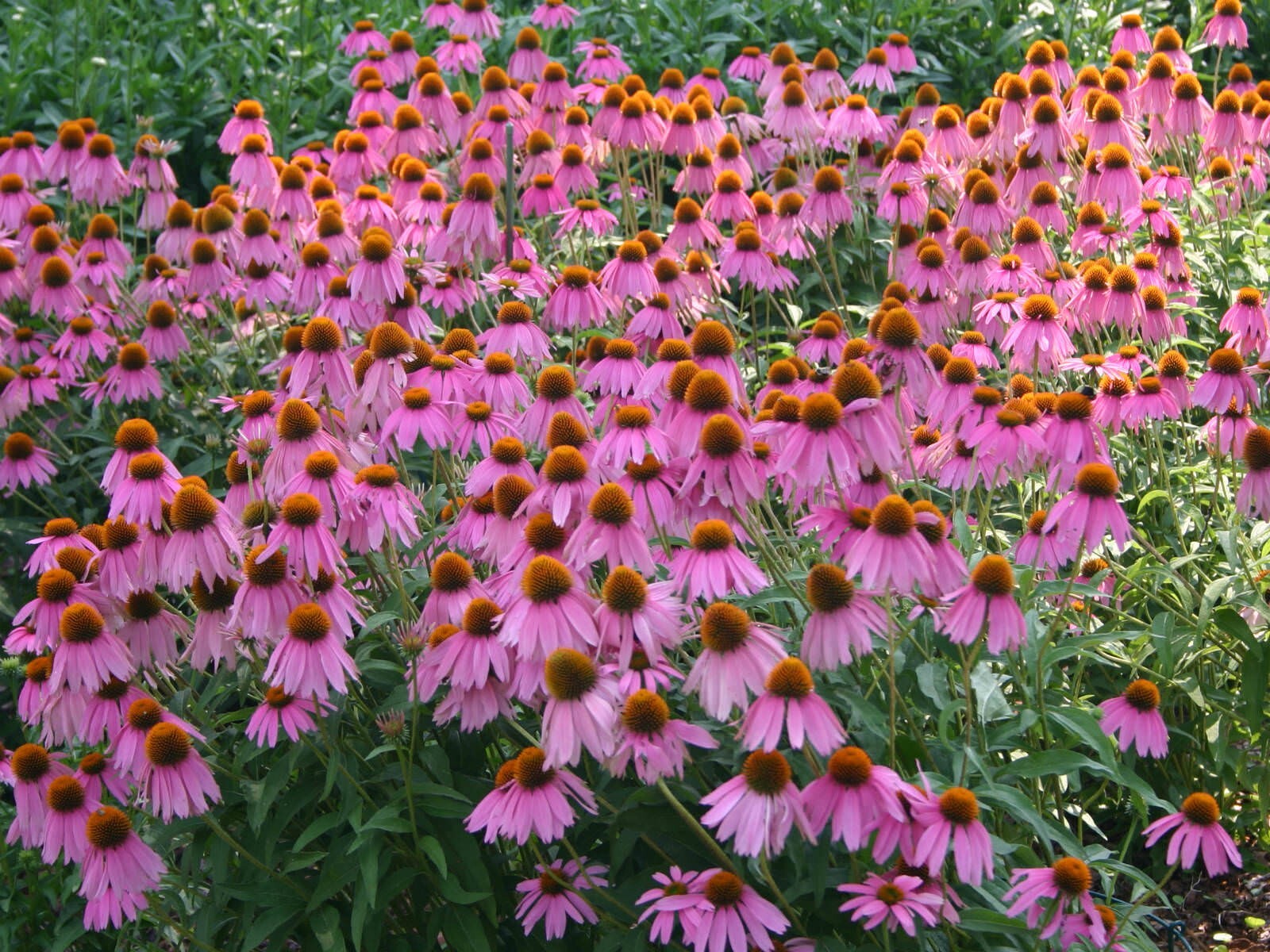 300+ Purple Coneflower Seeds —- PERENNIAL —- WILDFLOWER