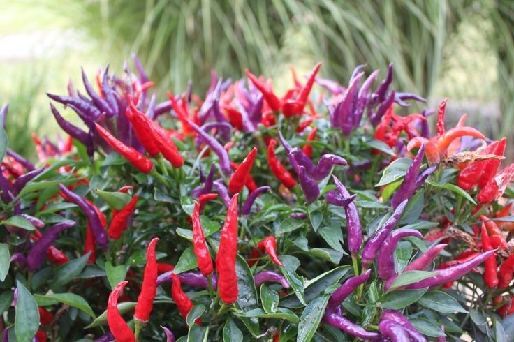 35 SEEDS MOSQUERADE PURPLE ORNAMENTAL PEPPER FRESH SEEDS,USA