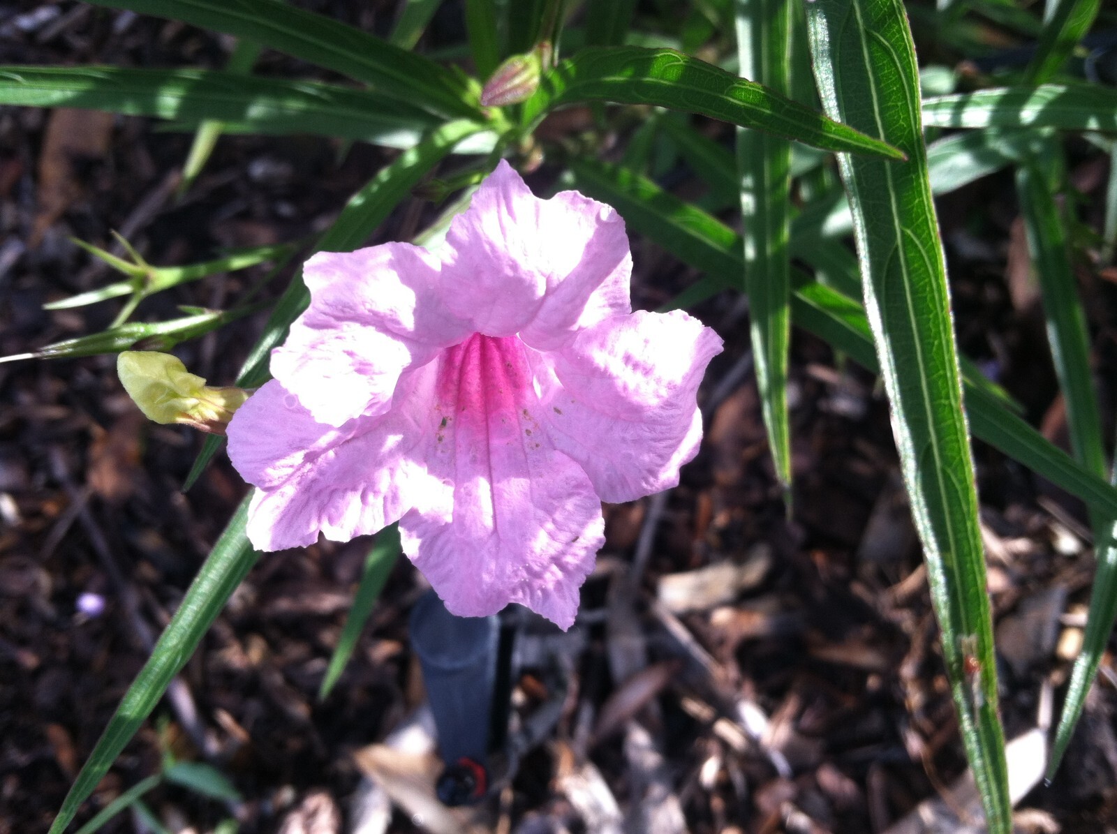 Ruellia brittoniana Chi Chi Mexican Petunia 10 seeds