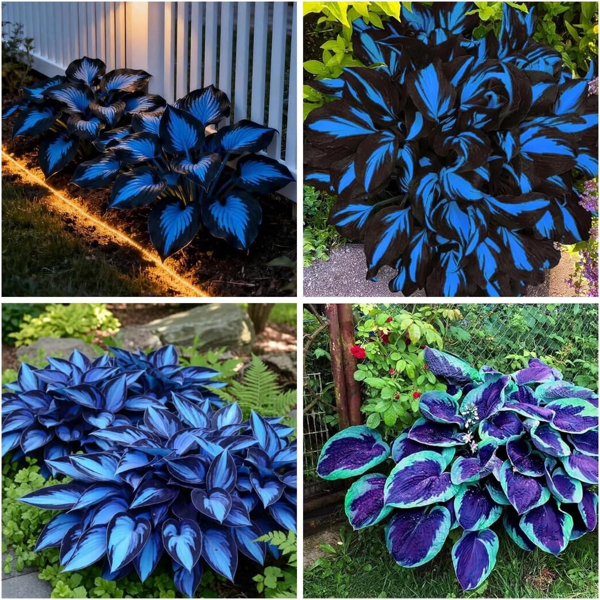 300+ Blue and Black Hosta Seeds for Planting, Perennial Shade Garden Variety