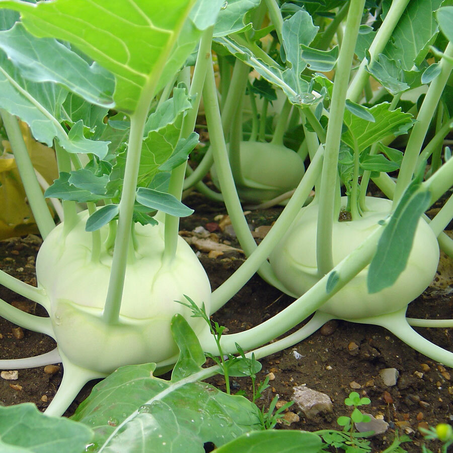 Kohlrabi White Vienna Seeds 500+ Vegetable HEIRLOOM NON-GMO USA FREE SHIPPING