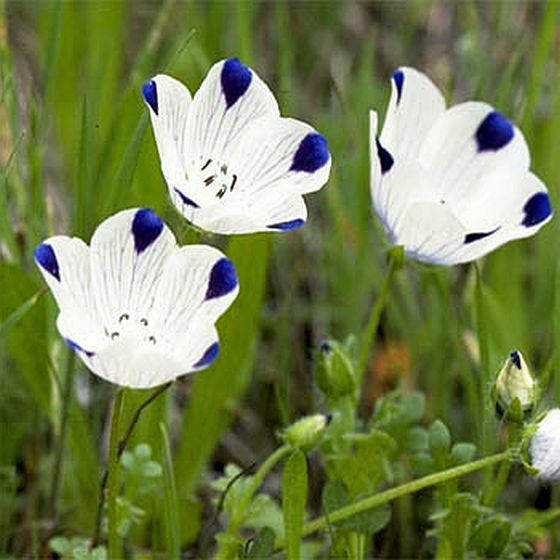 500 Seeds, Five Spot (Nemophila Maculata) B144, Home Garden DIY