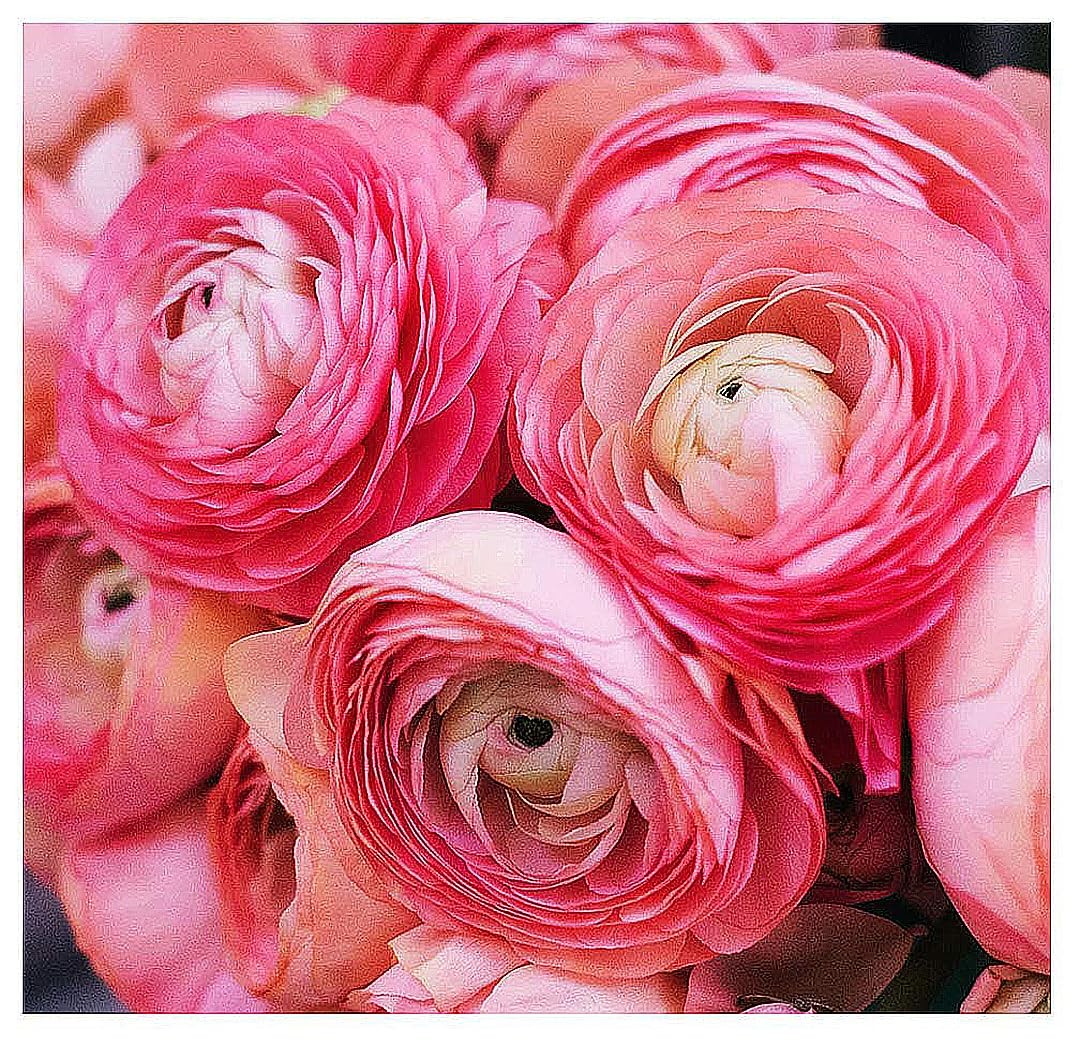 French Peony Mixed Ranunculus – 12 Largest Size Corms, Premium Ranunculus Bul…