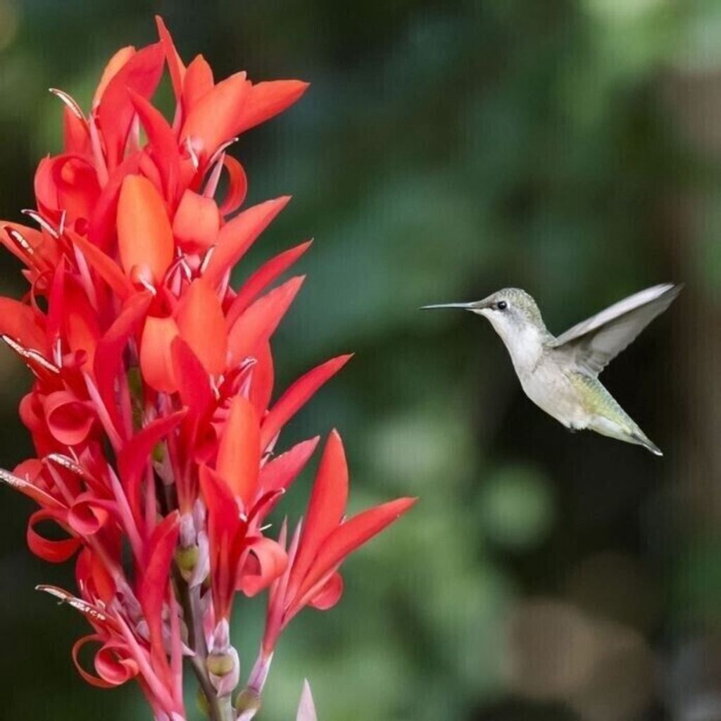 One Red Canna Lily Rhizomes Bulb Hummingbirds Love Them 4-6 feet tall
