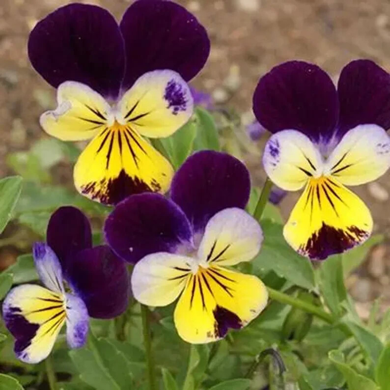 200 Johnny Jump Ups Pansy Seeds. Organic. USA Seeds. Ships free