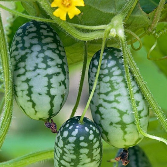 Sour Gherkin Mexican Specialty Cucumber Seeds 50 Seeds