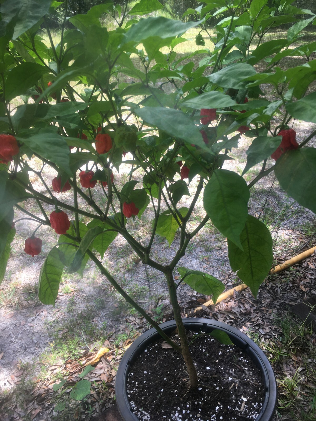 Carolina Reaper 100% Organic SUPER HOT!