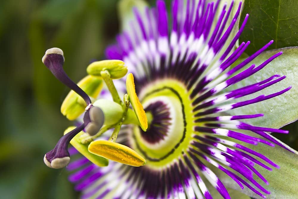 Passion Flower Seeds for Planting – 50+ Seeds – Ships from Iowa, USA – Grow Exot