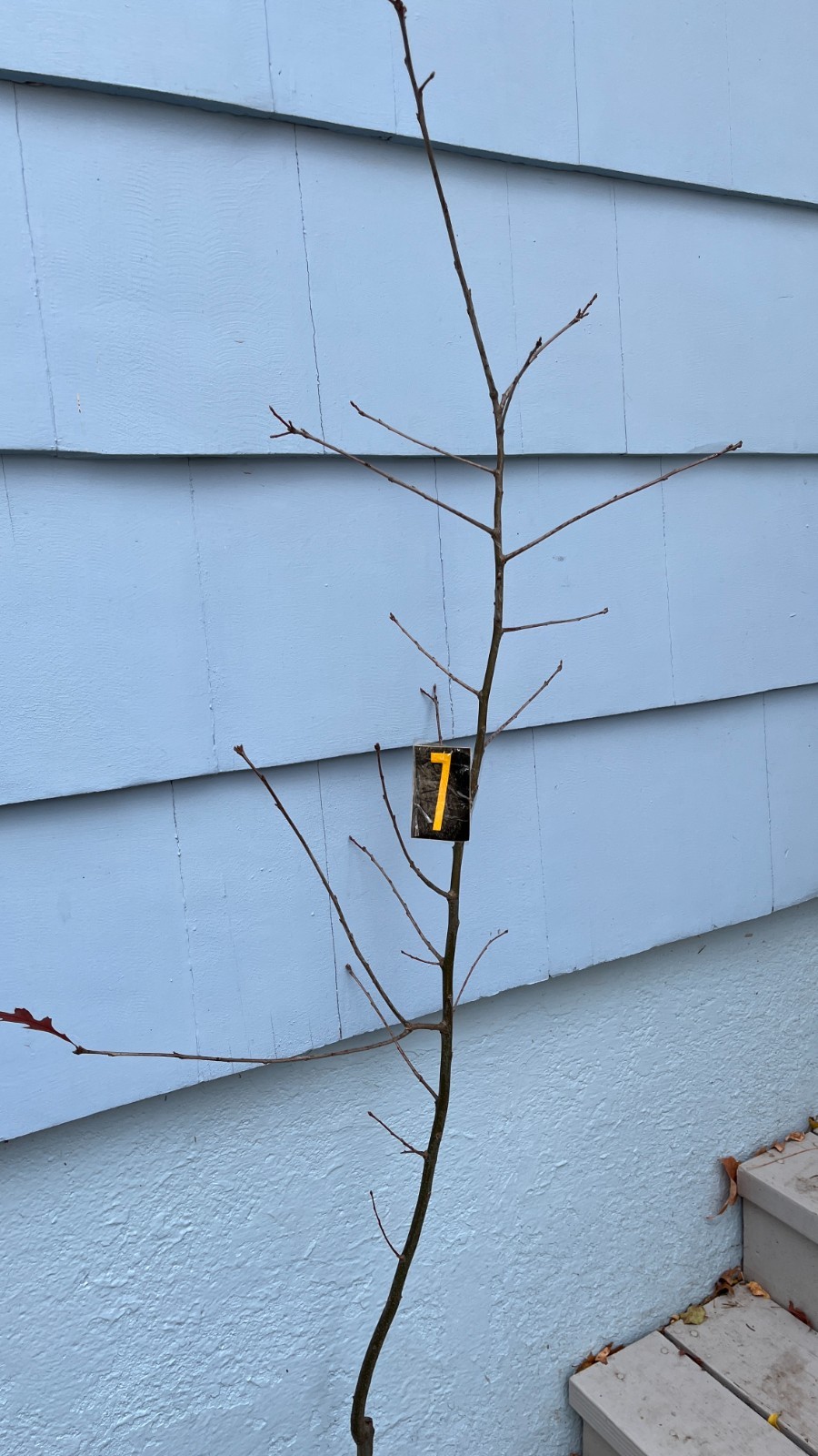 Exact plant #7, Pin Oak 6 year old tree (Quercus palustris) bareroot
