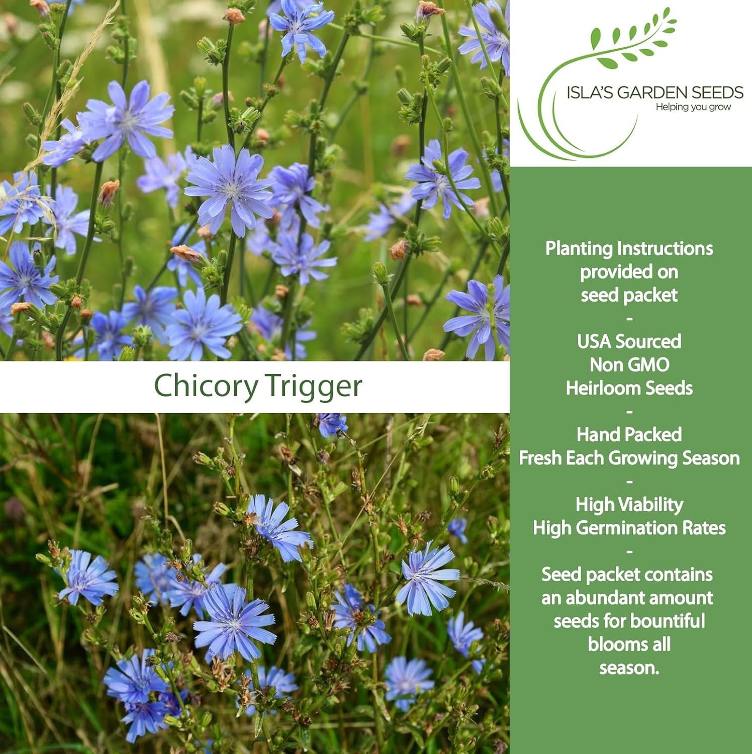 Trigger Chicory Flower Seeds Cichorium intybus – 1500+ Heirloom Non-GMO Seeds…