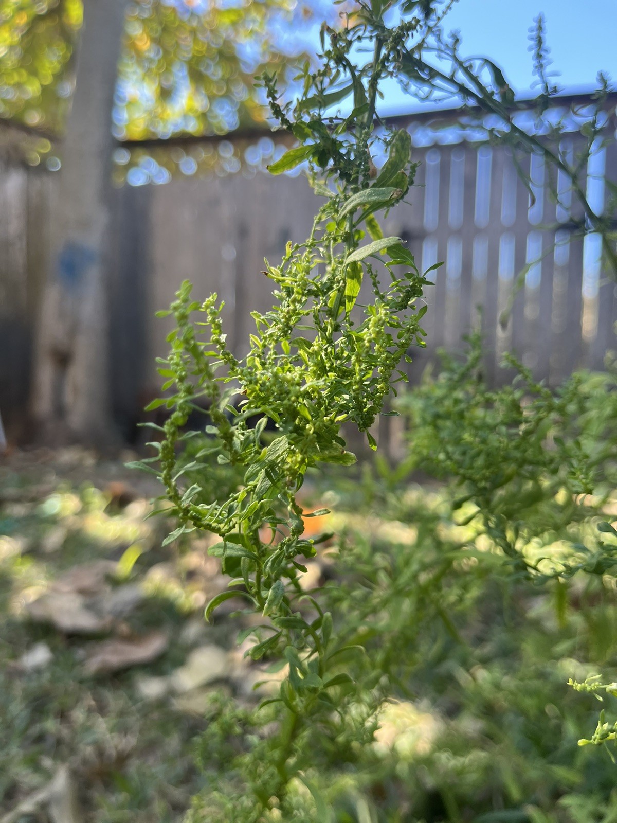 -*500 Epazote Seeds Mastruz Chenopodium Ambrosioides Mexican Herb Non-GMO 🌿