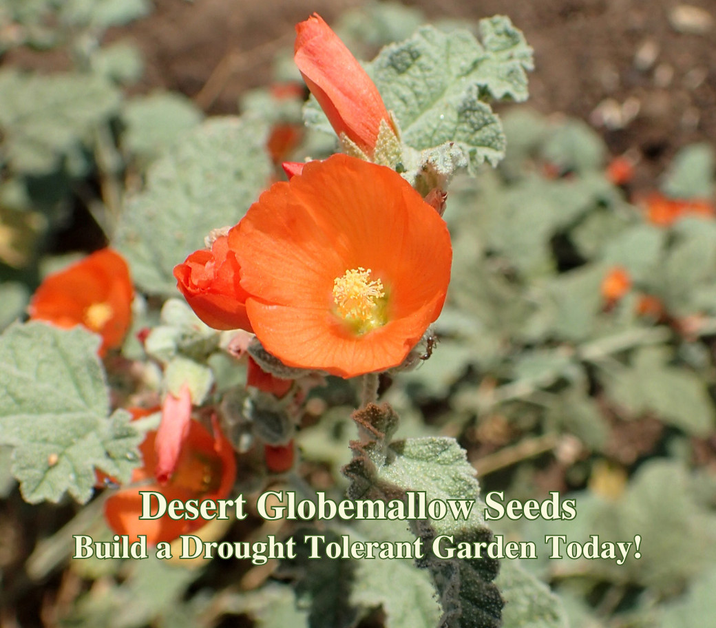 Desert Globemallow Seeds – California Native Flower – Sphaeralcea ambigua